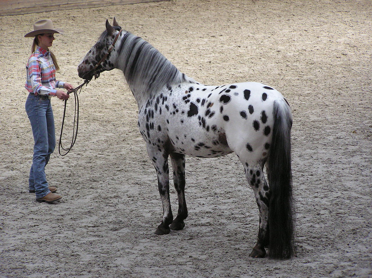 1280px-Appaloosa_stallion