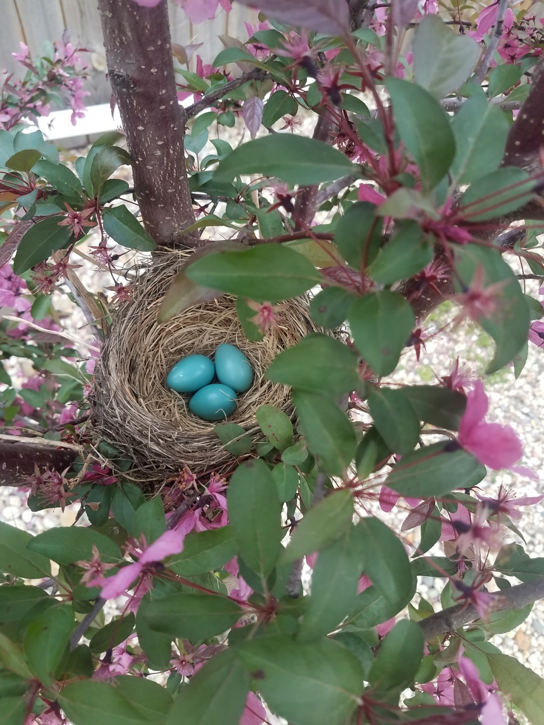 3 robin eggs