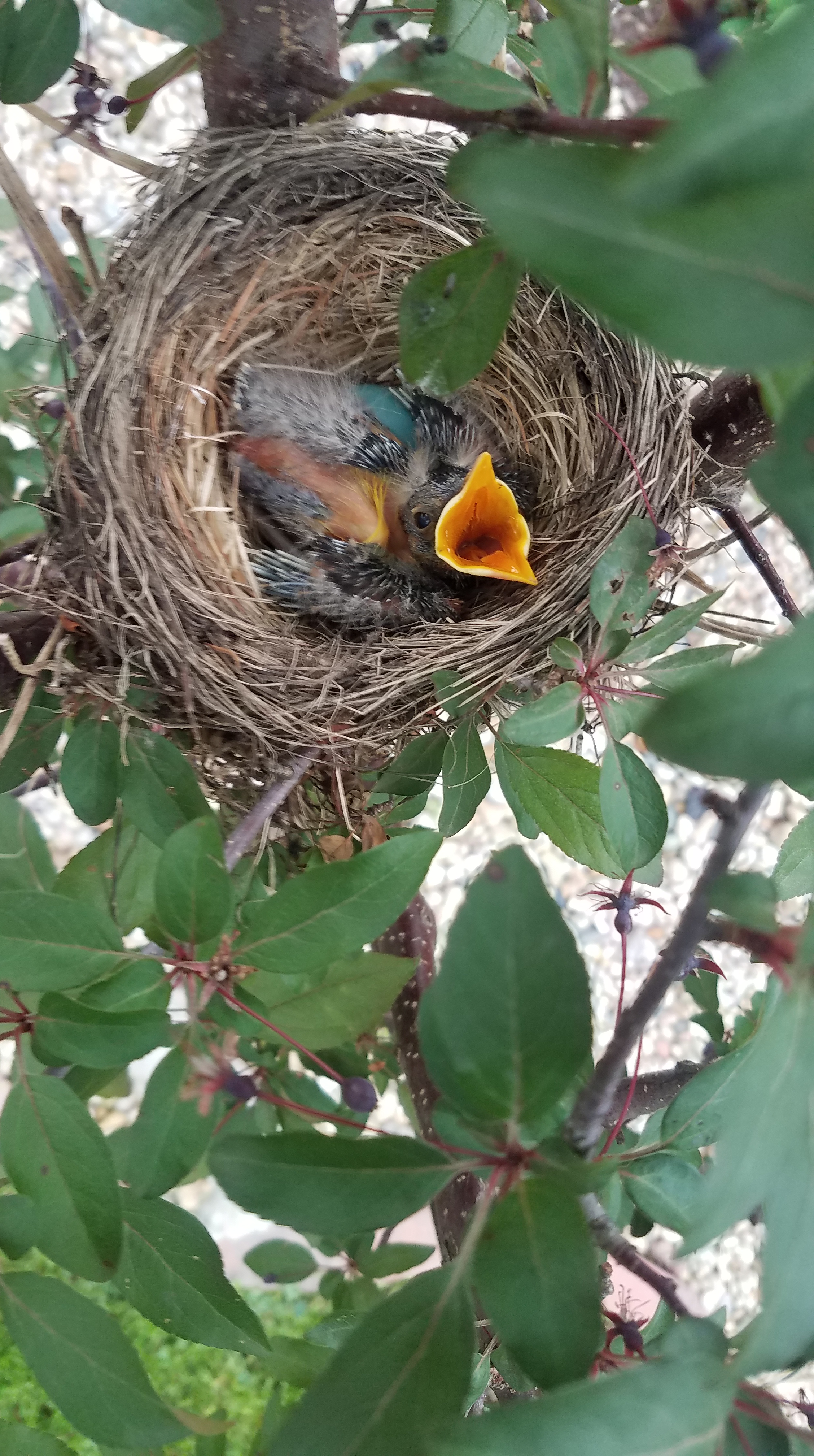 baby bird nest