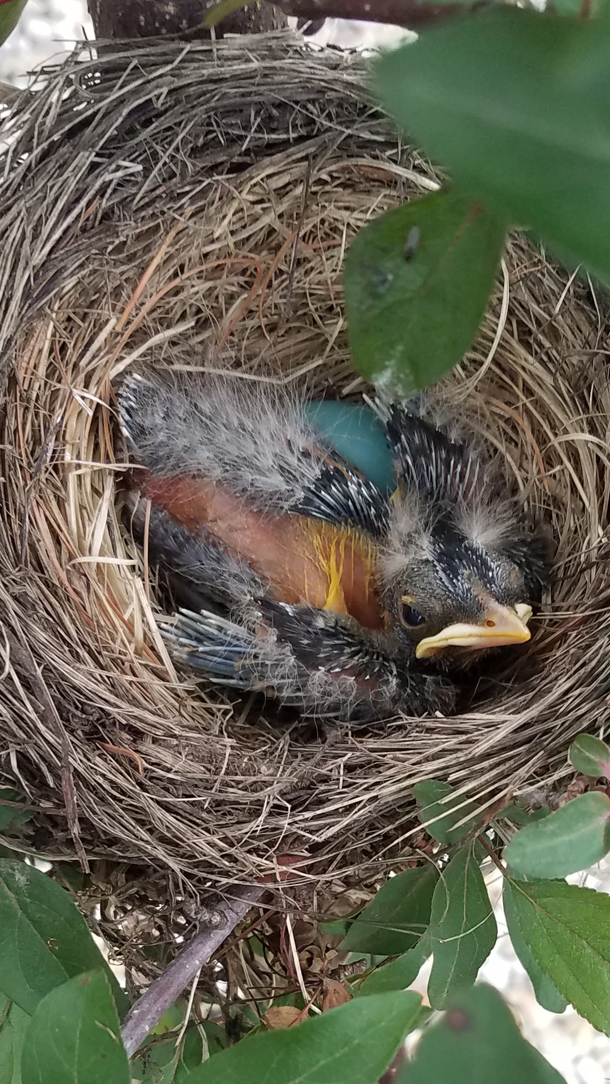 baby bird nest2