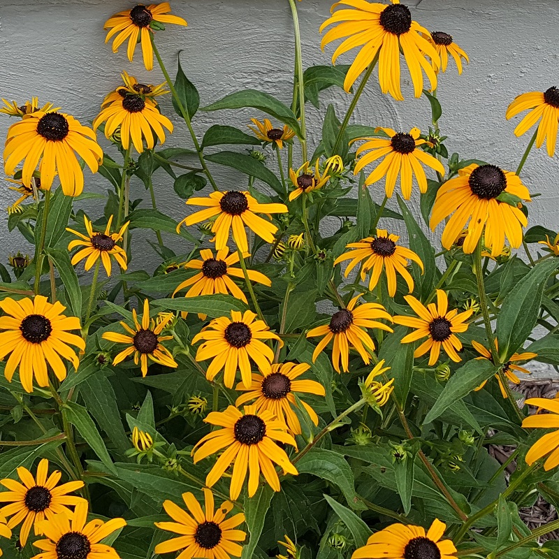Vicki-Black Eyed Susans