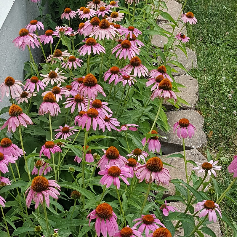 Vicki-Purple Cone Flowers