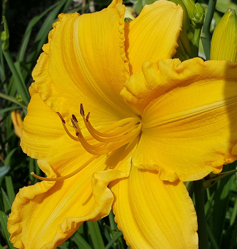 Vicki-Yellow Iris